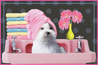 dog groomer